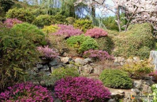 Многолетники для миксбордера. Планировка смешанного бордюра 03