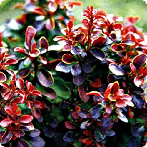 Подстригают кусты. Стрижка декоративных лиственных кустарников, когда и как обрезать