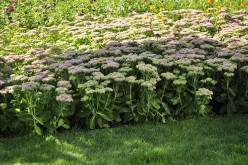 План клумбы непрерывного цветения с разверткой и ассортиментом растений. Клумбы непрерывного цветения для тенистых и солнечных мест: примеры с фото 06