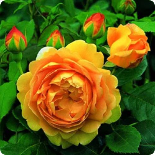 Подстригают кусты в парках. КАКИМ ДЕКОРАТИВНЫМ КУСТАРНИКАМ ТРЕБУЕТСЯ ВЕСЕННЯЯ ОБРЕЗКА