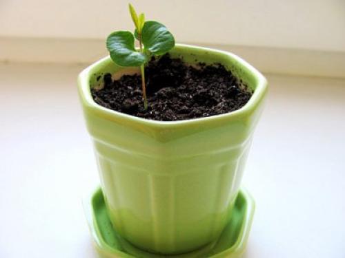 Гранат дерево в домашних условиях сбрасывает листья. Выращивание из косточки в домашних условиях