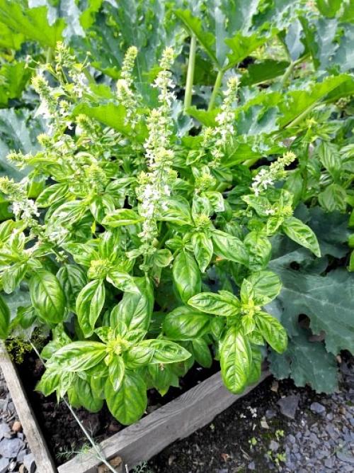 Что посадить на маленьком участке. Навигация по записям