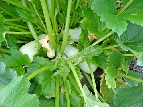 Что посадить на маленьком участке. Навигация по записям