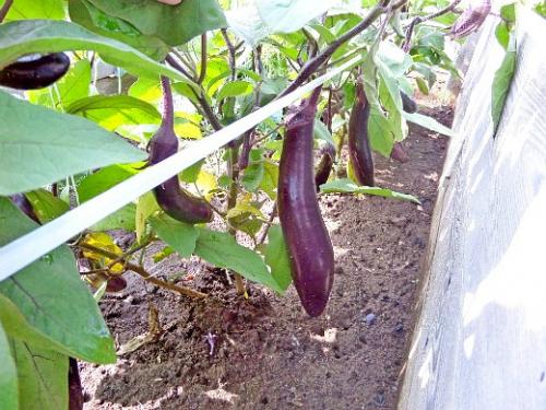 Что посадить на маленьком участке. Навигация по записям