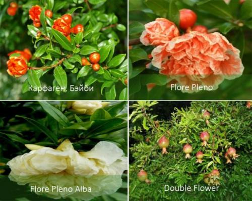 Гранат дерево. Карликовый гранат и его разновидности