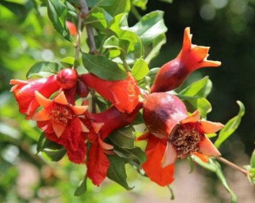 Цветок гранатового дерева. Условия, благоприятные для жизни комнатного граната 04