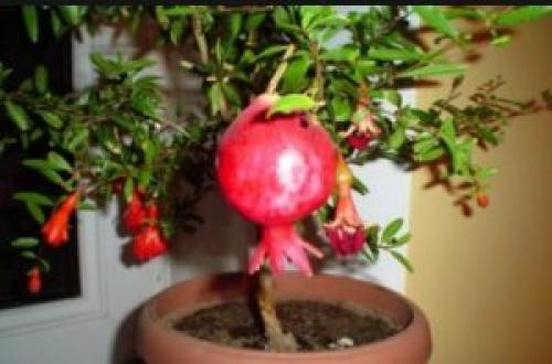 Гранат фрукт или ягода. В 1960-ом меня не интересовало – гранат это фрукт или ягода