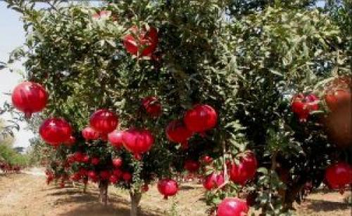 Гранат фрукт или ягода. В 1960-ом меня не интересовало – гранат это фрукт или ягода