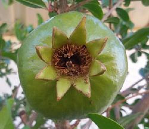 Цветок гранатового дерева. Условия, благоприятные для жизни комнатного граната 10