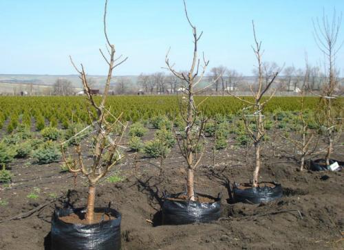 Когда сажают деревья весной или осенью. Посадка деревьев: весной или осенью? Когда лучше?