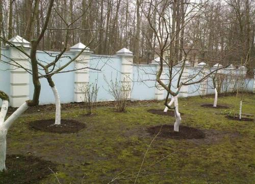 Когда сажают деревья весной или осенью. Посадка деревьев: весной или осенью? Когда лучше?