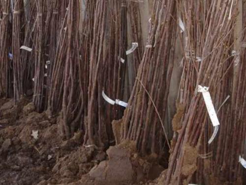 Когда сажают осенью деревья. Какие деревья и кустарники лучше сажать осенью и почему? 04