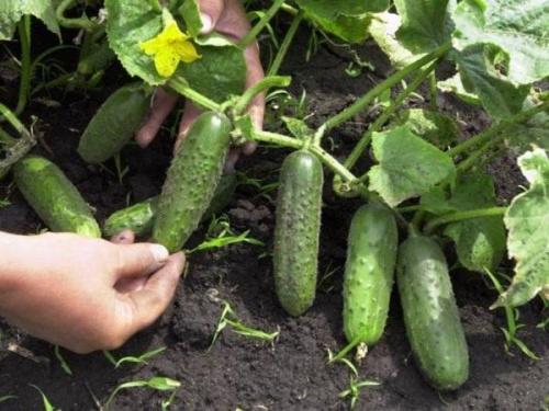 Можно ли сажать. Что можно сажать после чего на огороде