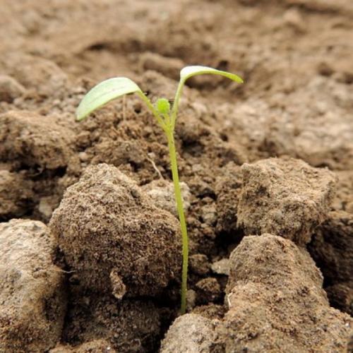 Можно ли сажать. Что можно сажать после чего на огороде