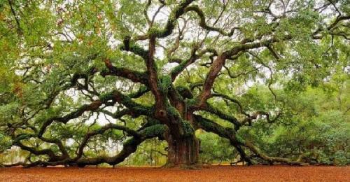 Можно ли сажать осенью деревья. Какие деревья и кустарники лучше сажать осенью и почему? 24
