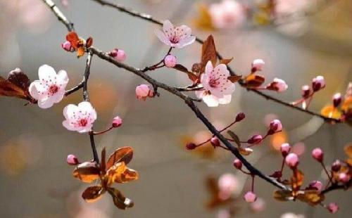 Можно ли сажать осенью деревья. Какие деревья и кустарники лучше сажать осенью и почему? 22