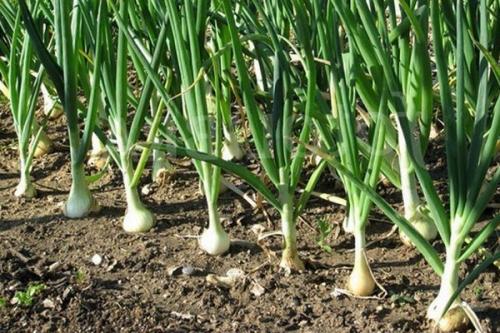 Можно ли сажать. Что можно сажать после чего на огороде