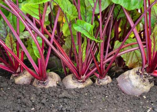 Можно ли сажать. Что можно сажать после чего на огороде