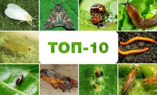 Можно ли сажать. Что можно сажать после чего на огороде