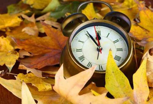 Можно ли сажать осенью деревья. Какие деревья и кустарники лучше сажать осенью и почему? 03