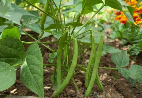 Можно ли сажать. Что можно сажать после чего на огороде