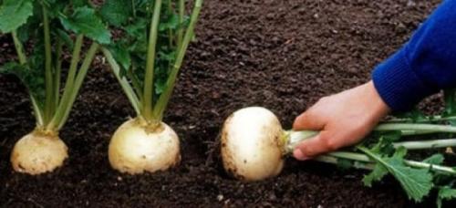 Можно ли сажать. Что можно сажать после чего на огороде