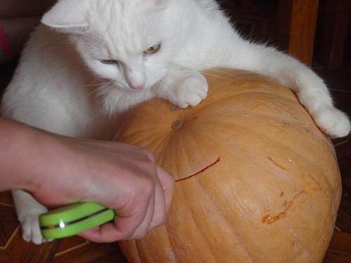 Поделка из небольшой тыквы. Поделки из тыквы в детский сад и на выставку в школу