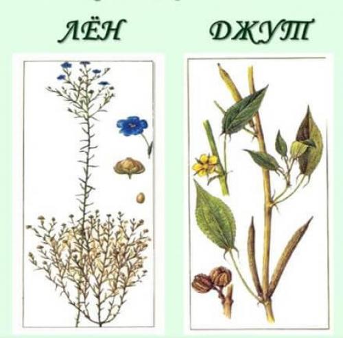 Какие виды джута лучше всего подходят для этого проекта. Его величество — джут