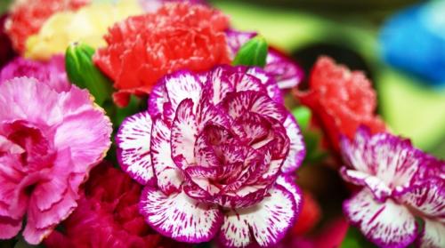 Какие цветы посадить на клумбе, чтобы цвели все лето. Многолетние цветы для дачи, цветущие все лето