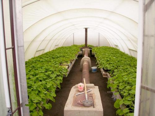 Теплица термос — учимся делать подземную теплицу по уникальной энергосберегающей технологии. 5 шагов к правильному обустройству