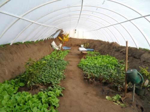 Подземная теплица плюсы и минусы. Заглубленные теплицы: виды, плюсы и минусы