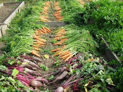 Природное земледелие на садовом участке. Грядки не должны пустовать 07