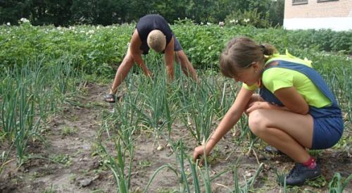 Природное земледелие это. Органическое земледелие на даче
