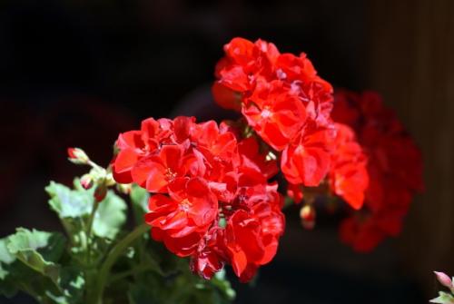 Цветы у бабушки на окне. Бабушкин цветок