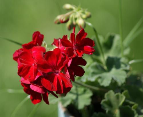 Цветы у бабушки на окне. Бабушкин цветок