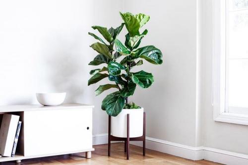 Стильные комнатные растения. Комнатные цветы: фото и названия (каталог)