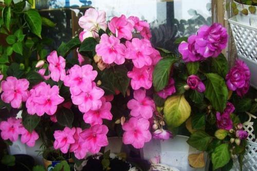 Стильные комнатные растения. Комнатные цветы: фото и названия (каталог)