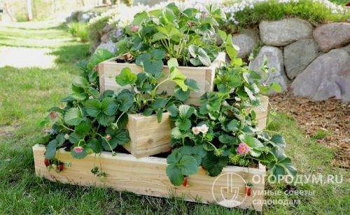 Клумба пирамида из досок. Виды многоярусных грядок