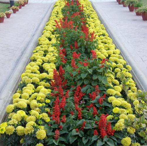 Готовые схемы и проекты клумб. Виды клумб и выбор места