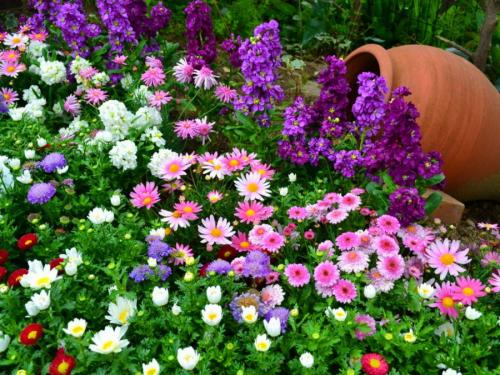 Цветник своими руками для начинающих. Цветники своими руками — пошаговая инструкция для начинающих. 100 фото готовых идей, новинки, секреты и хитрости от садовника