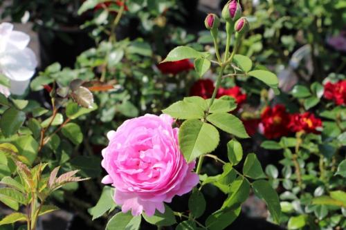 Цветник своими руками для начинающих. Цветники своими руками — пошаговая инструкция для начинающих. 100 фото готовых идей, новинки, секреты и хитрости от садовника