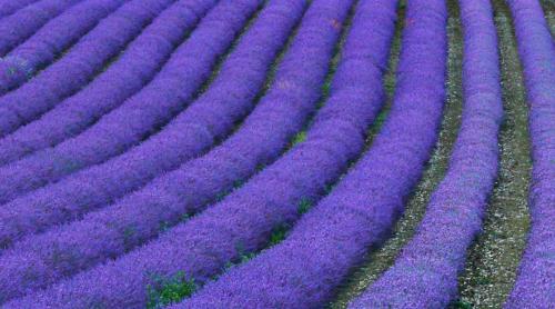 Топ нужных эфирных масел. ТОП - 5 необходимых эфирных масел 11