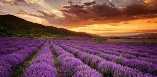 Топ нужных эфирных масел. ТОП - 5 необходимых эфирных масел 09