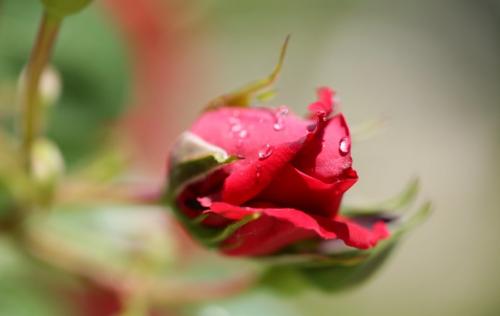 Топ нужных эфирных масел. ТОП - 5 необходимых эфирных масел 14