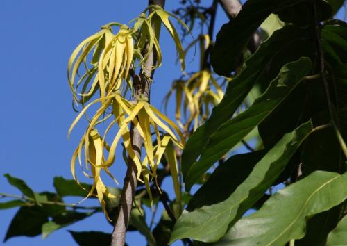 Топ нужных эфирных масел. ТОП - 5 необходимых эфирных масел 16