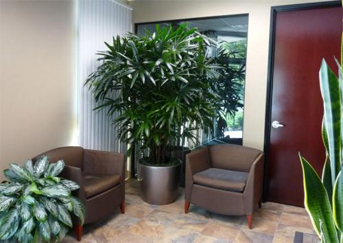 Какие цветы можно ставить не на окно. Потребность растений в освещении