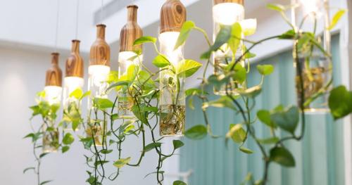 Куда поставить цветы кроме подоконника. Комнатные растения в интерьере квартиры и дома