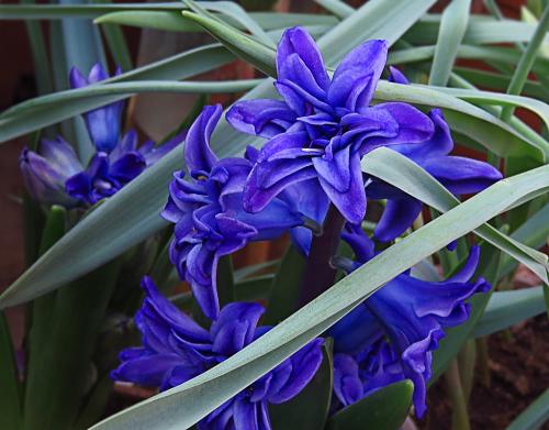 Цветы, которые пахнут медом. Какие ароматные цветы стоит посадить в своем саду?