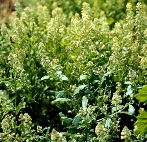 Цветы, которые пахнут медом. Какие ароматные цветы стоит посадить в своем саду?