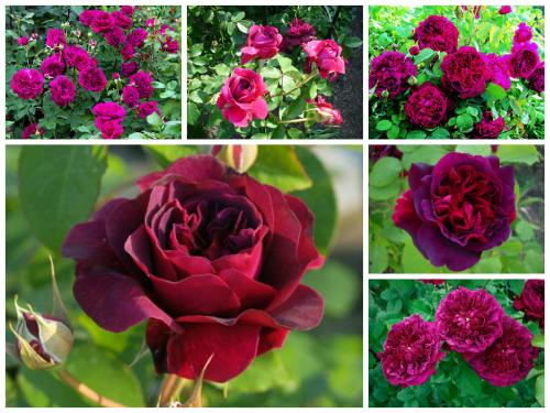 Цветы, которые пахнут медом. Какие ароматные цветы стоит посадить в своем саду?